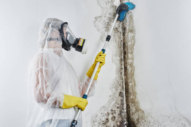 Trusted Chehalis, WA Mold Remediation Experts