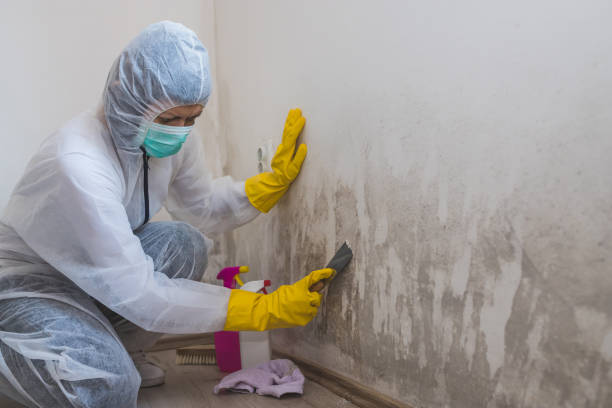 Professional Mold Remediation in Chehalis, WA