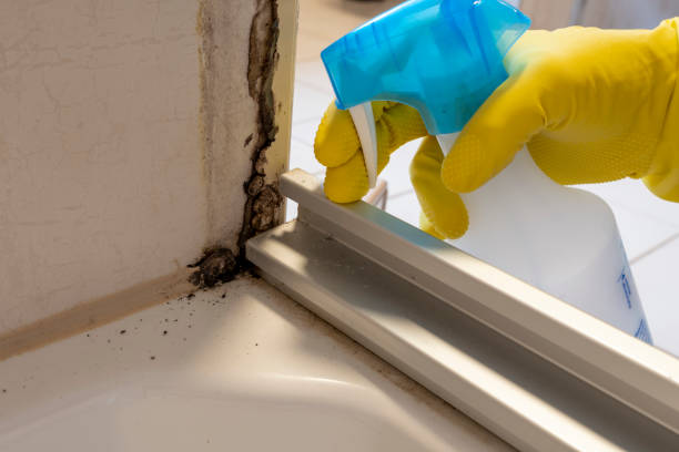 Best Bathroom Mold Remediation in Chehalis, WA