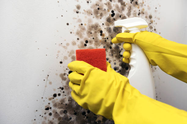 Best DIY Mold Remediation Support Services in Chehalis, WA