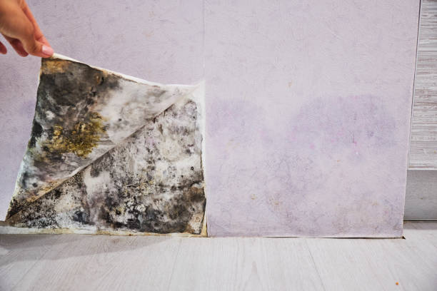 Best Basement Mold Remediation in Chehalis, WA